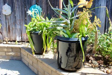 A pair of ceramic cylinders with plants - $200 for both