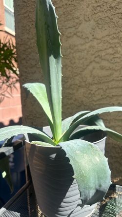 Maguey