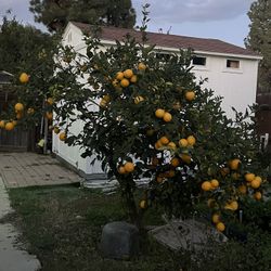 lemon