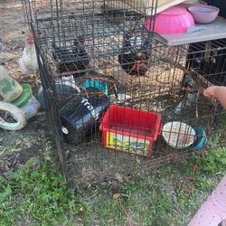 Chicken Or Dog Gate