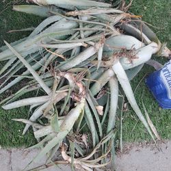 Rooted Aloe Vera Plants 