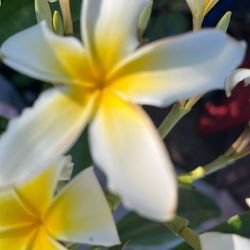PLUMERIA