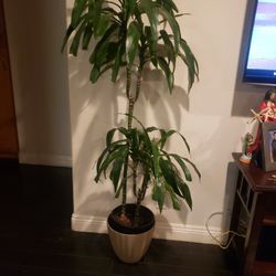 Indoor Plant