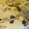 Nate’s Fish