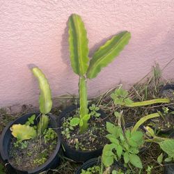 Dragon Fruit Plants