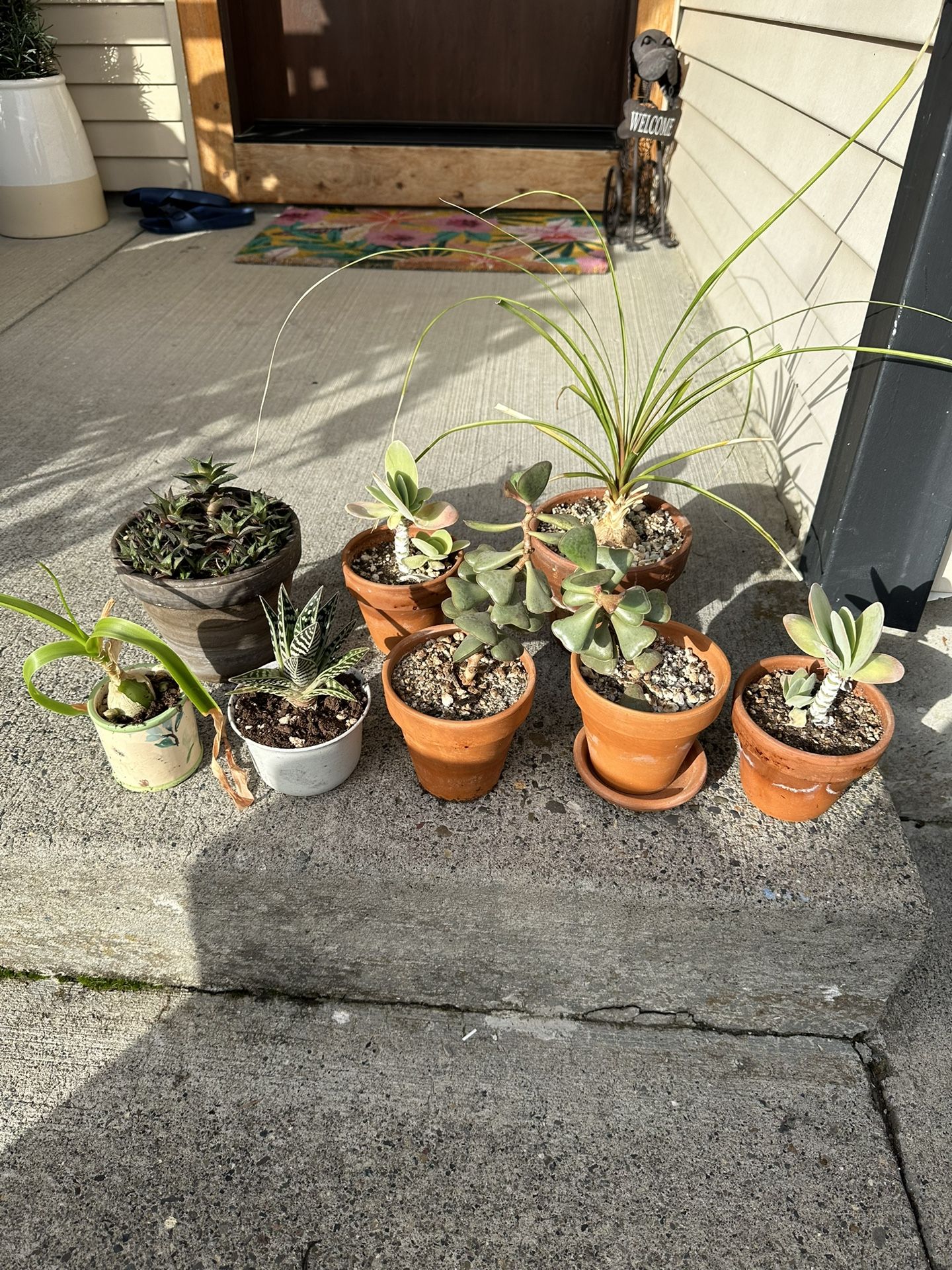 Indoor Succulents House Plants