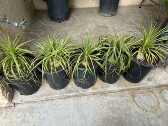 Ponytail palms5 gallon pot 17$ each