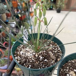 Albuca Spiralis  FRIZZLE SIZZLE  Succulent Plants 