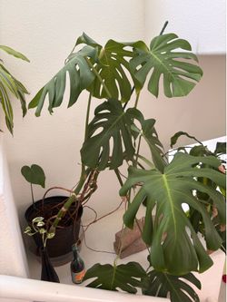 Monstera plant