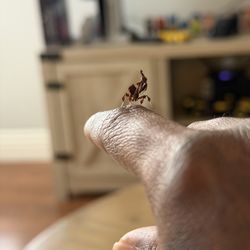Ghost Mantis decoration 