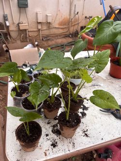Alocasia / Elephant Ear Plant Starts