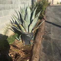 LARGE CACTUS TYPE PLANT