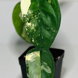 Syngonium Chiapense Variegated