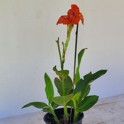#12  Plant canna lily  perennial with large and colorful flowers.