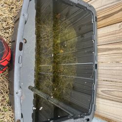 Guppy grass Aquarium Plant 