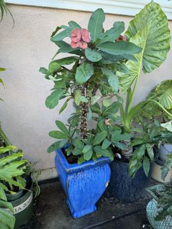 Corona De Cristo, Crown Of Thorns Plant