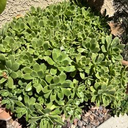 Haworths Aeonium Tree