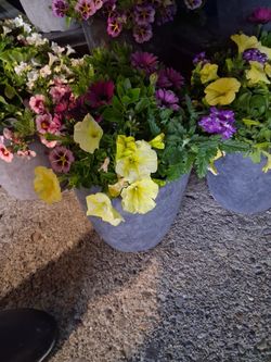 Multiple Mixed Decorative Flower Planters