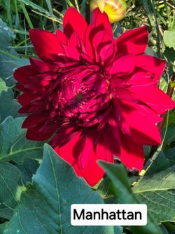 Dahlia Plants Dinnerplate Manhattan $5 each