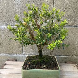 Taiwanese Shohin Bonsai 