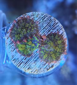 Fake Mushroom Coral