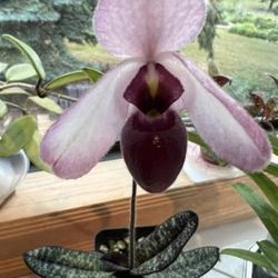 lady slipper orchid first picture for reference