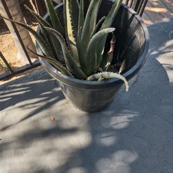 Large Aloe Vera Plant & Pot