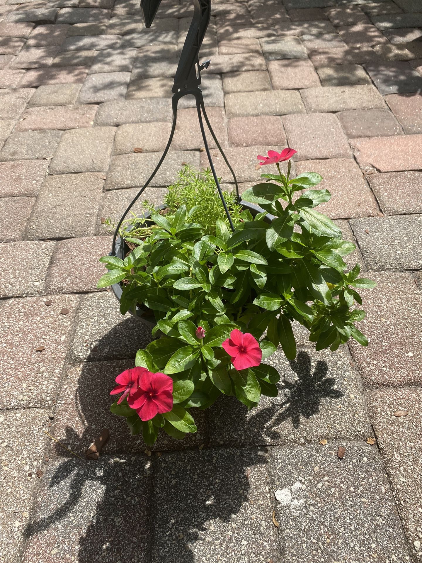 Pink Vinca and Succulent