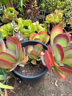 Succulent plant