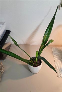 Snake Plant