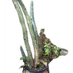 Cactus With Mexican Planter