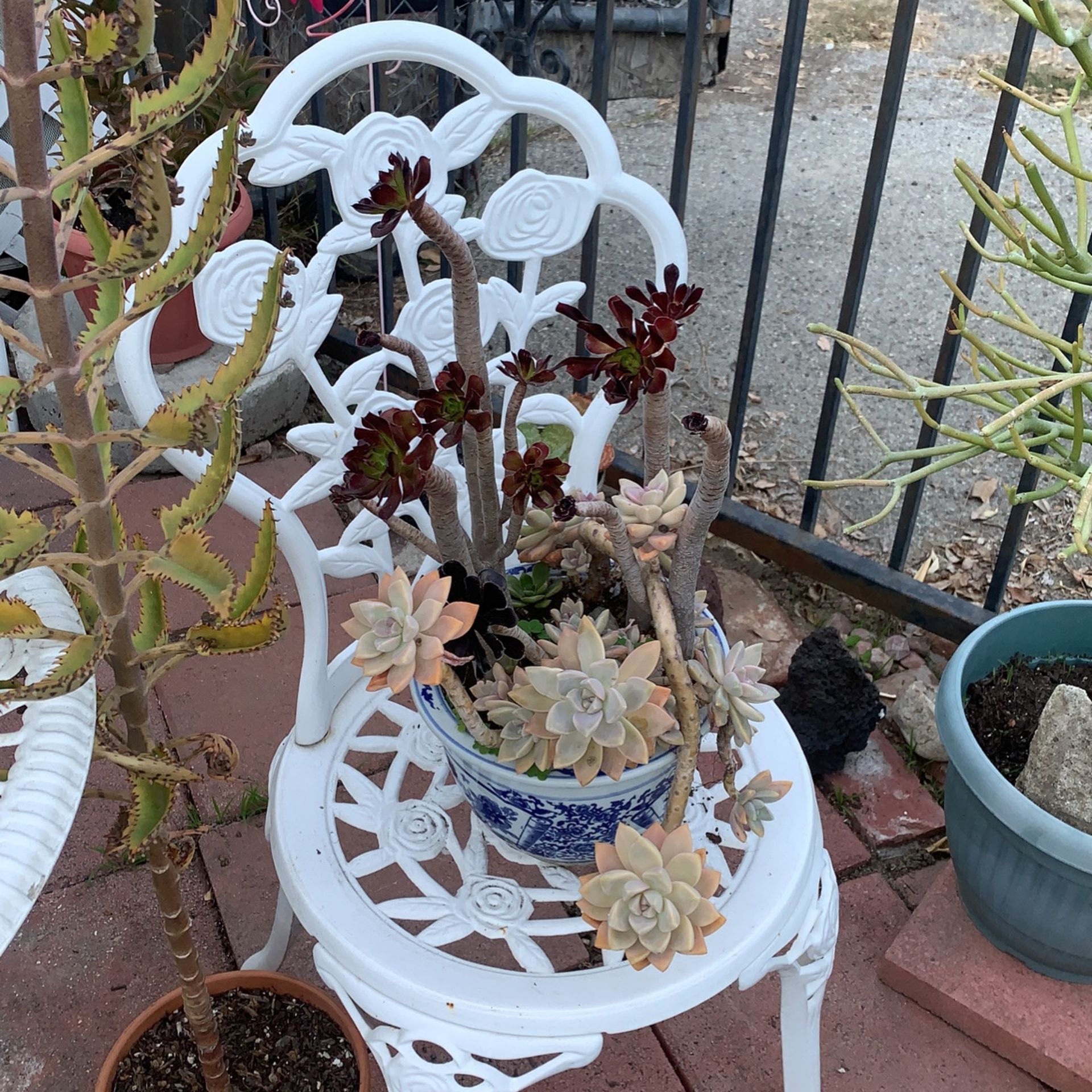 Black Rose Succulent And Ghost Plant Graptopetalum paraguayense In Asian Blue Ceramic Pot