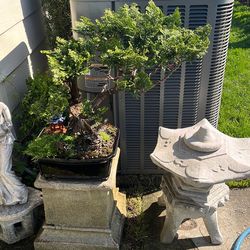 Bonsai