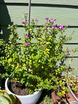 Sweet Pea Shrub in White pot