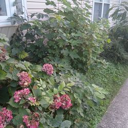 Poulan pro gas hedge trimmer works great