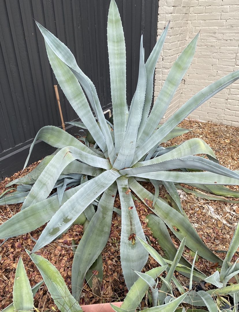 AMERICAN BLUE AGAVE 50 Gallon - INCREDIBLE PRICES- ONE WEEKEND ONLY 