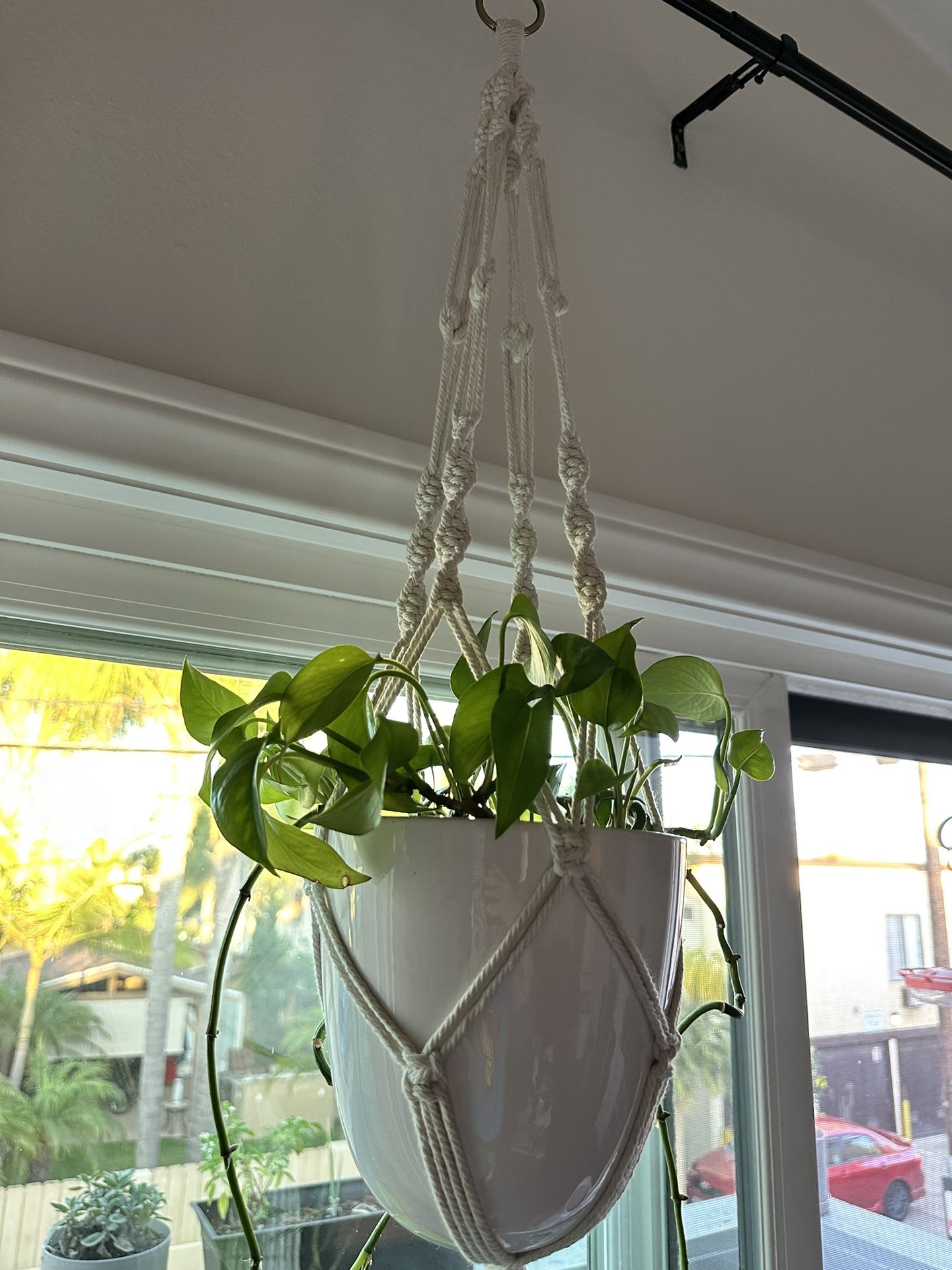 Hanging Pothos Plant