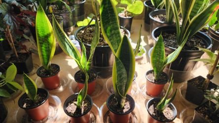 Snake plant