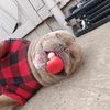Doggyluver