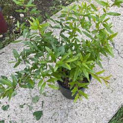Pomegranate Tree