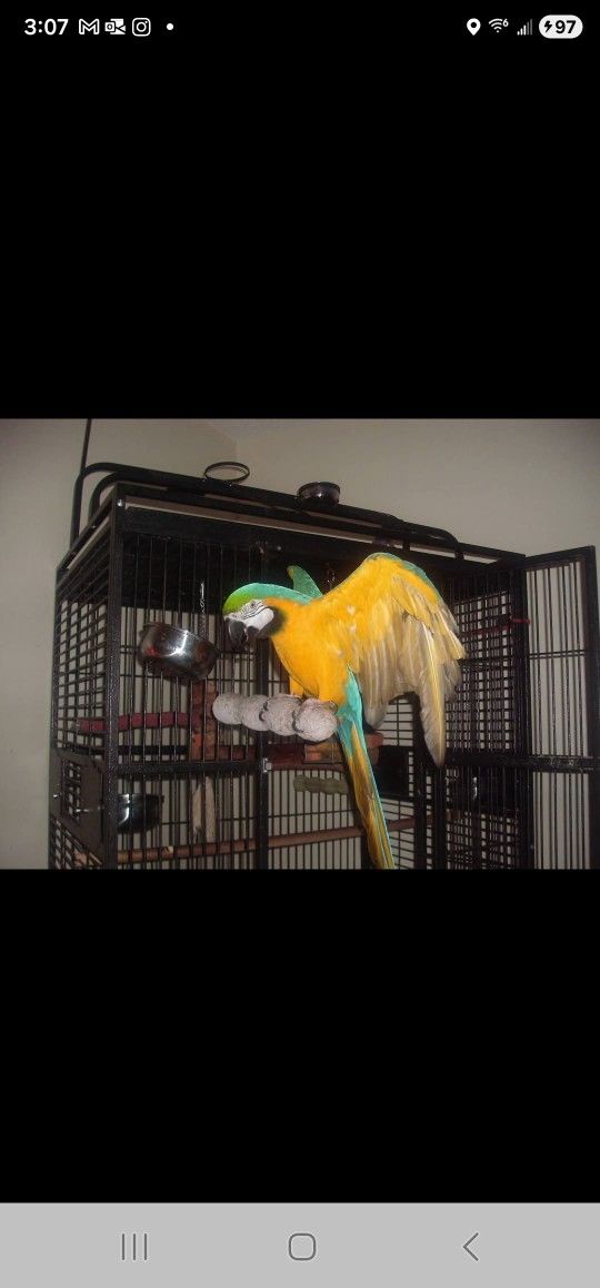 Free Bird Cage