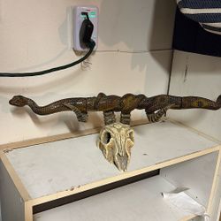 Rare vintage skull with snakes