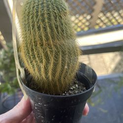 Small Cactus 