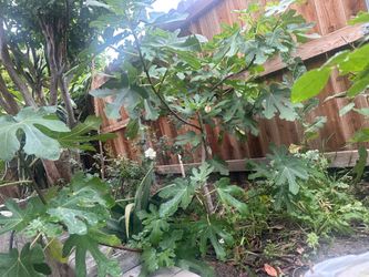 FIG PLANTS 🌱