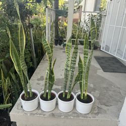Snake Plant In Ceramic Pot Over 2 Ft 20$ Each