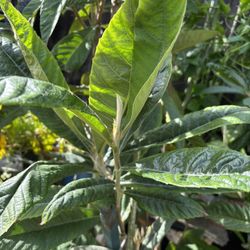 Níspero Durazno Limón Papaya Aguante Guamuchil 