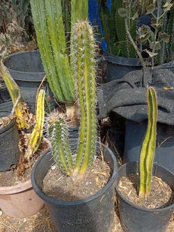 Cactus plant