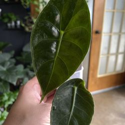 ✨Watsoniana | Alocasia✨
