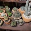 Picas Cactus