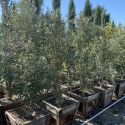 Olive Tree